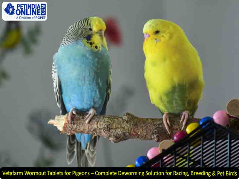 Vetafarm Wormout Tablets for Pigeons – Complete Deworming Solution for Racing, Breeding & Pet Birds