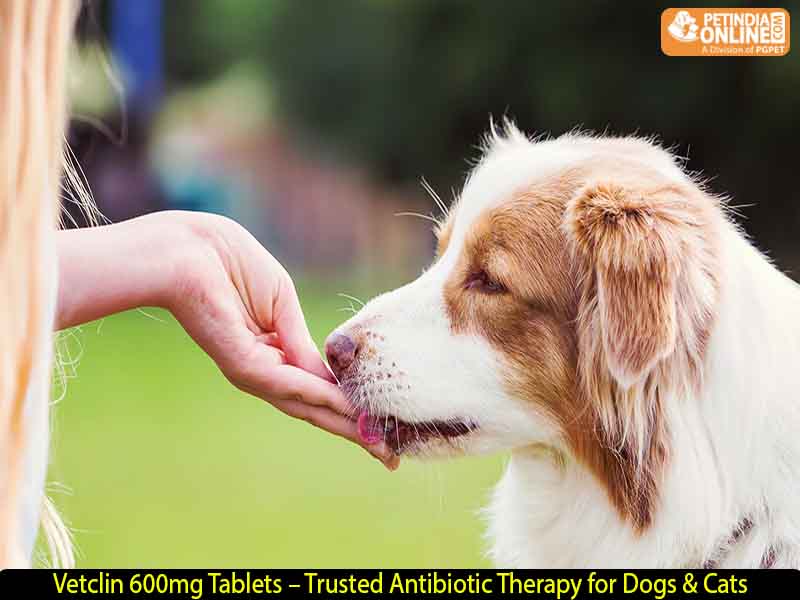 Vetclin 600mg Tablets – Trusted Antibiotic Therapy for Dogs & Cats