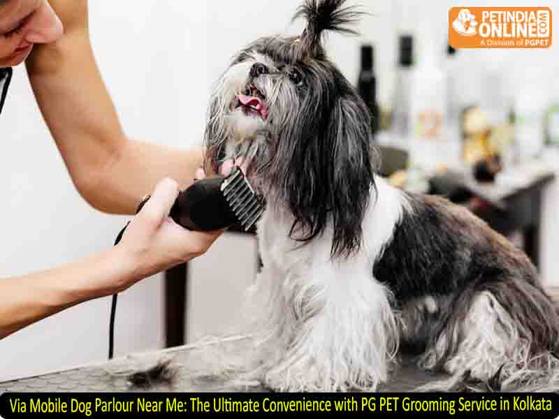Via Mobile Dog Parlour Near Me: The Ultimate Convenience with PG PET Grooming Service in Kolkata