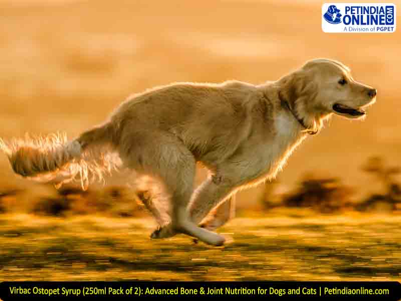 Virbac Ostopet Syrup (250ml Pack of 2): Advanced Bone & Joint Nutrition for Dogs and Cats | Petindiaonline.com