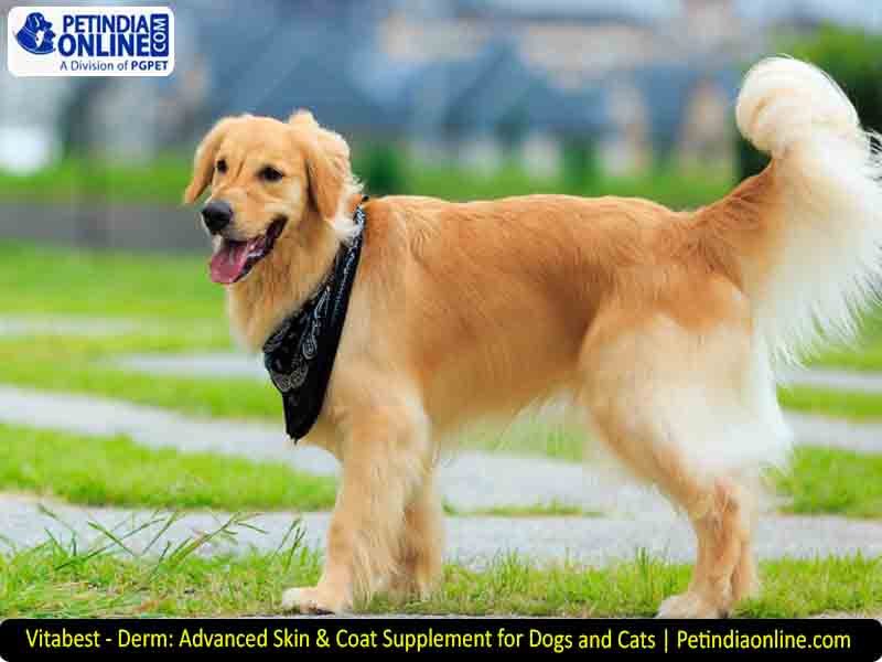 Vitabest - Derm: Advanced Skin & Coat Supplement for Dogs and Cats | Petindiaonline.com