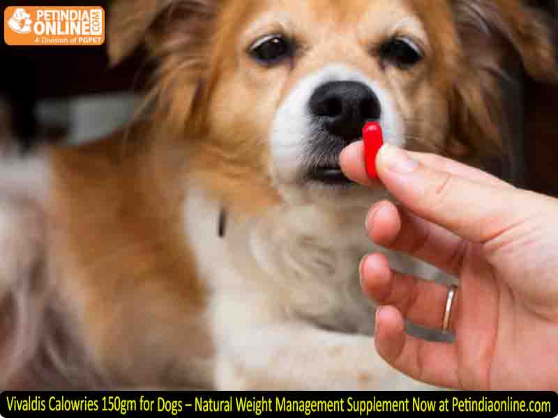 Vivaldis Calowries 150gm for Dogs – Natural Weight Management Supplement Now at Petindiaonline.com