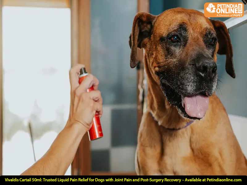 Vivaldis Cartail 50ml: Trusted Liquid Pain Relief for Dogs with Joint Pain and Post-Surgery Recovery – Available at Petindiaonline.com