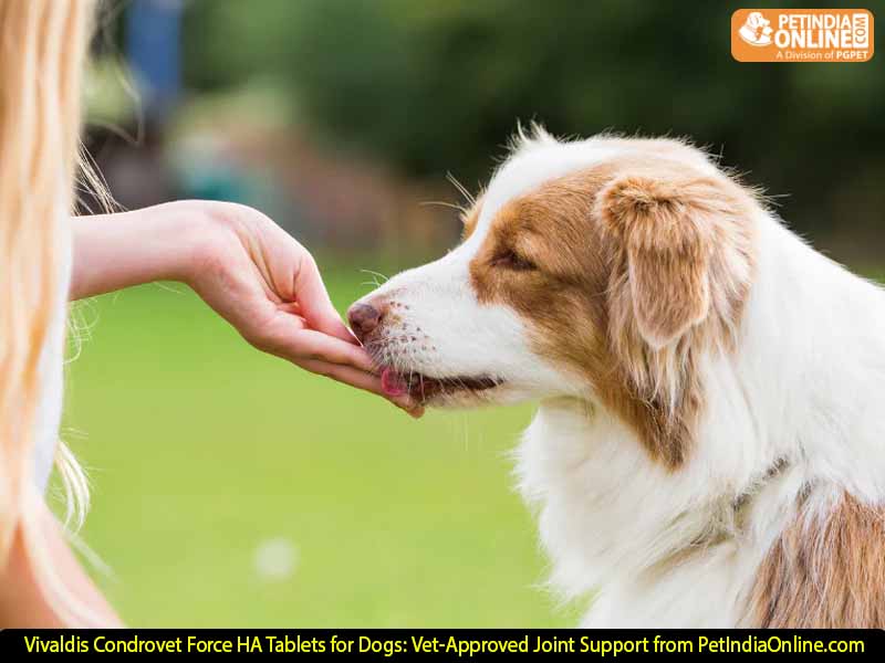 Vivaldis Condrovet Force HA Tablets for Dogs: Vet-Approved Joint Support from PetIndiaOnline.com