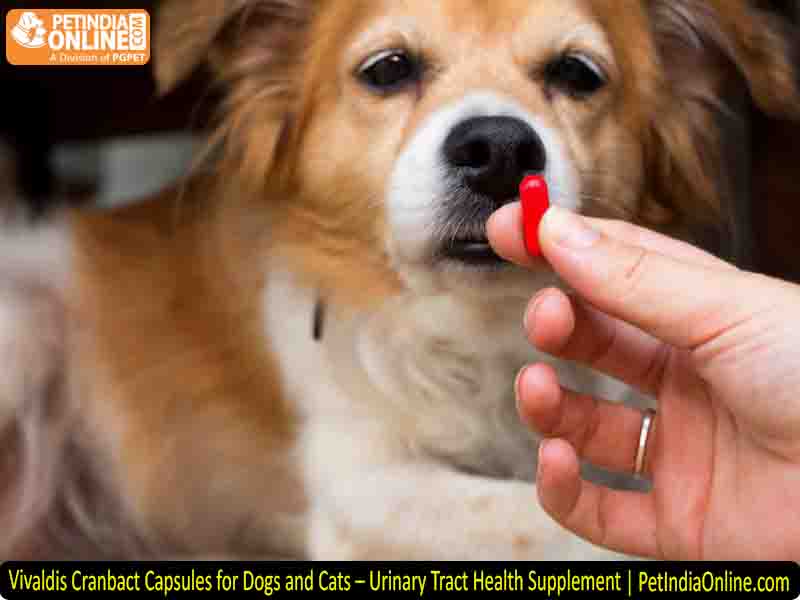 Vivaldis Cranbact Capsules for Dogs and Cats – Urinary Tract Health Supplement | PetIndiaOnline.com