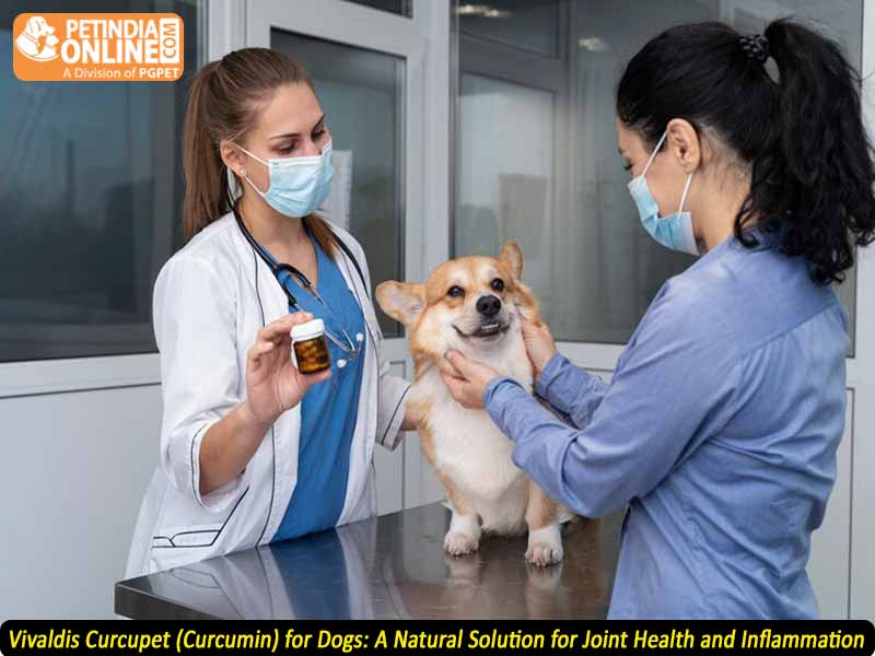 Vivaldis Curcupet (Curcumin) for Dogs: A Natural Solution for Joint Health and Inflammation