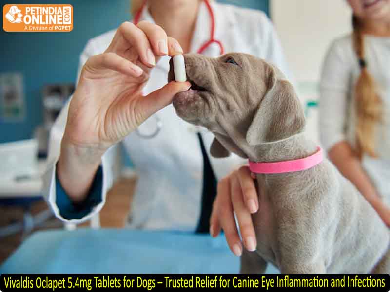 Vivaldis Oclapet 5.4mg Tablets for Dogs – Trusted Relief for Canine Eye Inflammation and Infections