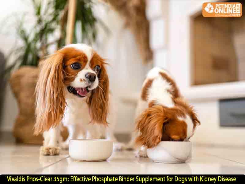 Vivaldis Phos-Clear 35gm: Effective Phosphate Binder Supplement for Dogs with Kidney Disease