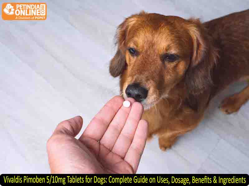 Vivaldis Pimoben 5/10mg Tablets for Dogs: Complete Guide on Uses, Dosage, Benefits & Ingredients