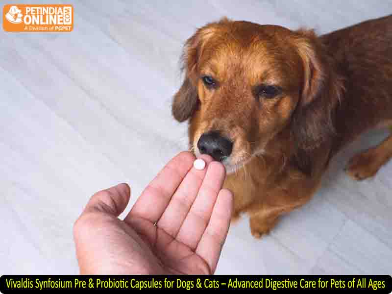 Vivaldis Synfosium Pre & Probiotic Capsules for Dogs & Cats – Advanced Digestive Care for Pets of All Ages