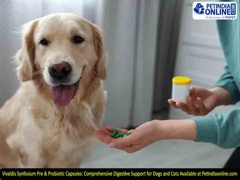 Vivaldis Synfosium Pre & Probiotic Capsules: Comprehensive Digestive Support for Dogs and Cats Available at Petindiaonline.com