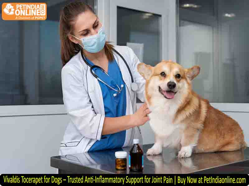 Vivaldis Tocerapet for Dogs – Trusted Anti-Inflammatory Support for Joint Pain | Buy Now at PetIndiaonline.com