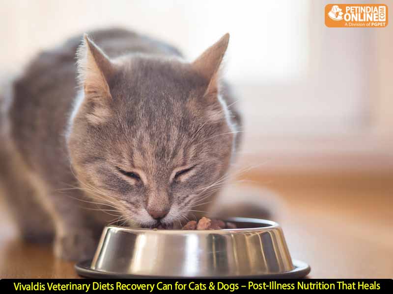 Vivaldis Veterinary Diets Recovery Can for Cats & Dogs – Post-Illness Nutrition That Heals