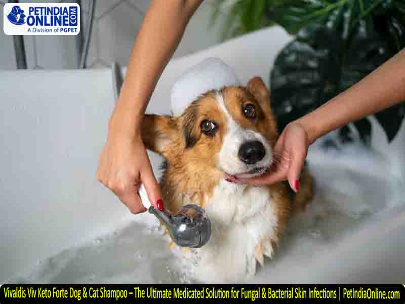 Vivaldis Viv Keto Forte Dog & Cat Shampoo – The Ultimate Medicated Solution for Fungal & Bacterial Skin Infections | PetIndiaOnline.com