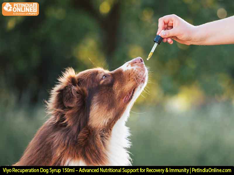 Viyo Recuperation Dog Syrup 150ml – Advanced Nutritional Support for Recovery & Immunity | PetIndiaOnline.com