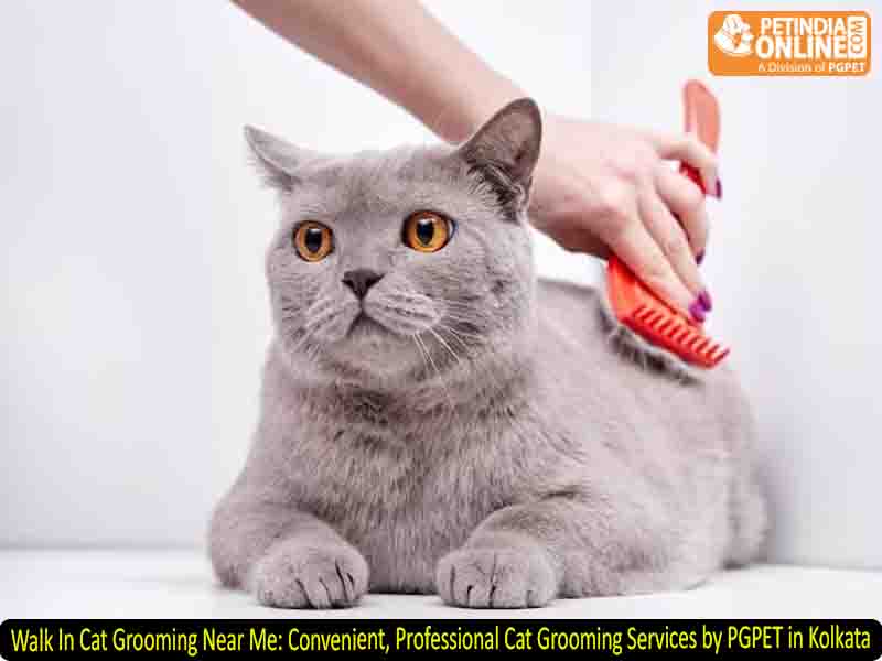 Walk In Cat Grooming Near Me: Convenient, Professional Cat Grooming Services by PGPET in Kolkata