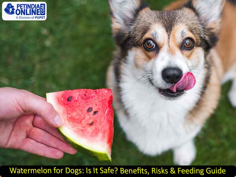 Watermelon for Dogs: Is It Safe? Benefits, Risks & Feeding Guide