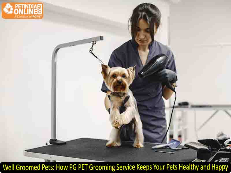 Well Groomed Pets: How PG PET Grooming Service Keeps Your Pets Healthy and Happy