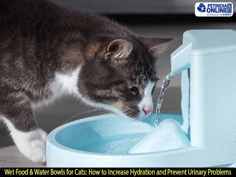 How to Get Cats to Drink More Water Naturally