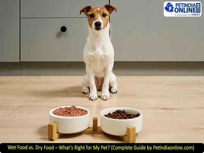 Wet Food vs. Dry Food – What’s Right for My Pet? (Complete Guide by Petindiaonline.com)