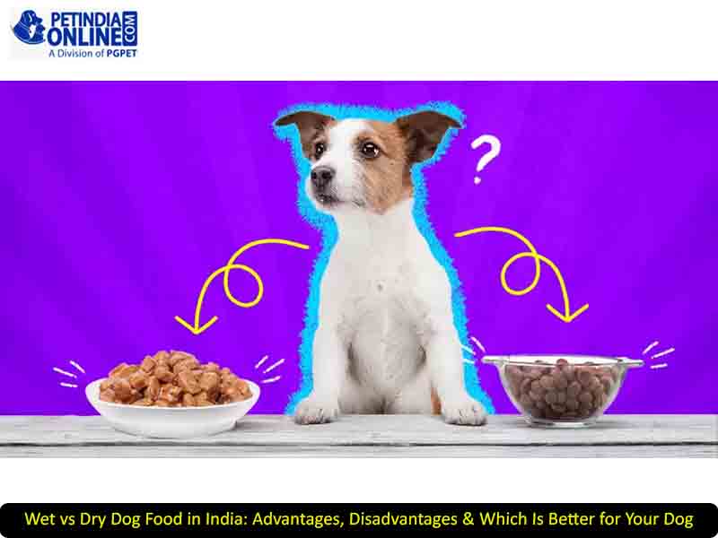 Wet vs Dry Dog Food India: Which Is Better?