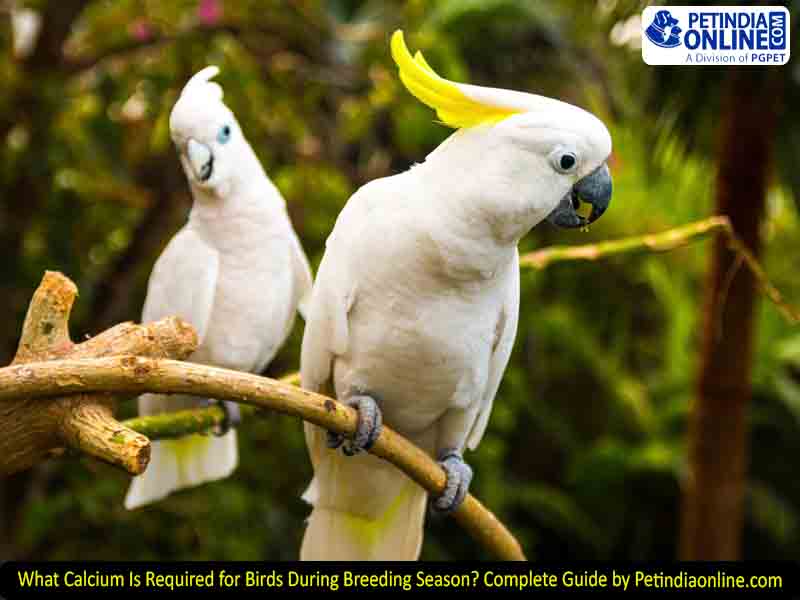What Calcium Is Required for Birds During Breeding Season? Complete Guide by Petindiaonline.com