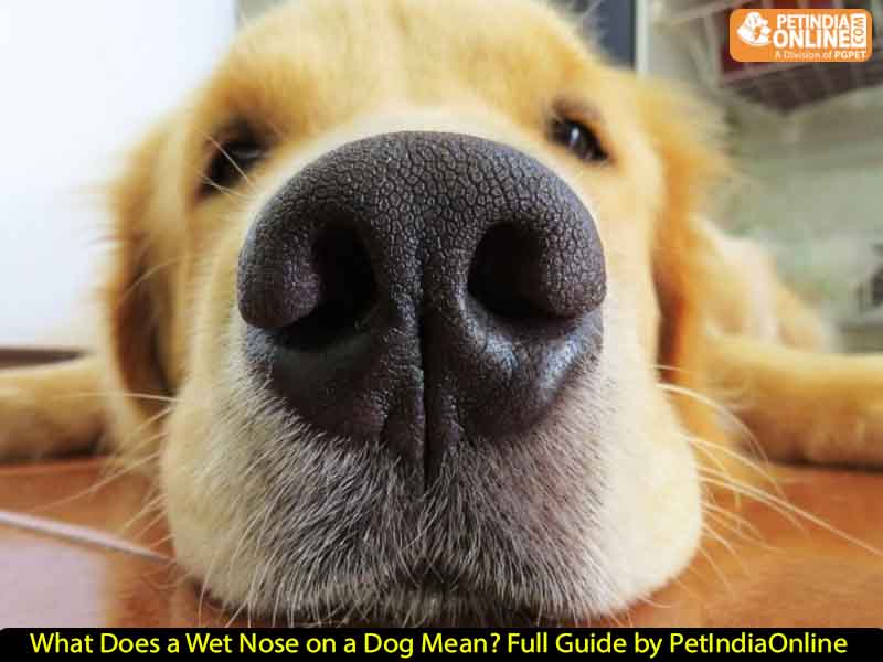 What Does a Wet Nose on a Dog Mean? Full Guide by PetIndiaOnline
