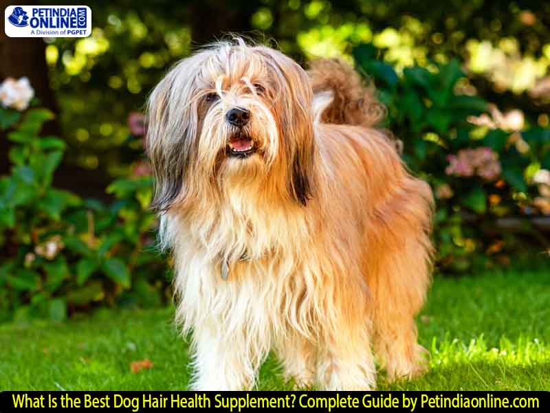 What Is the Best Dog Hair Health Supplement? Complete Guide by Petindiaonline.com