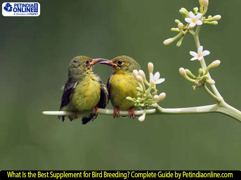 What Is the Best Supplement for Bird Breeding? Complete Guide by Petindiaonline.com