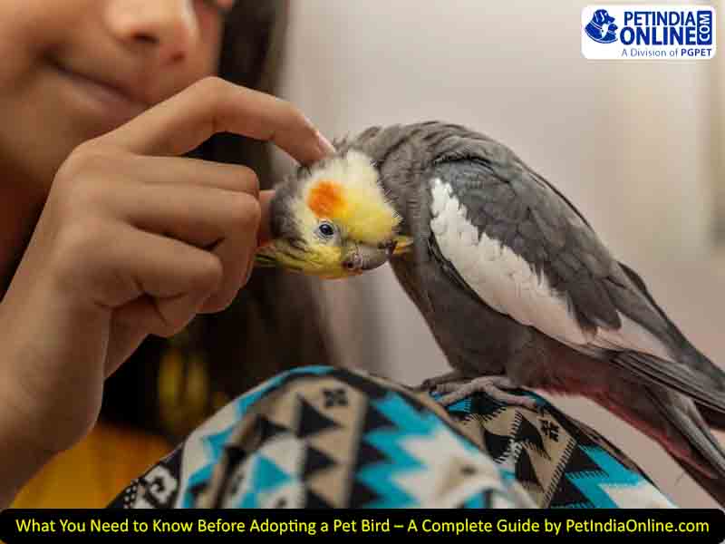 What You Need to Know Before Adopting a Pet Bird – A Complete Guide by PetIndiaOnline.com