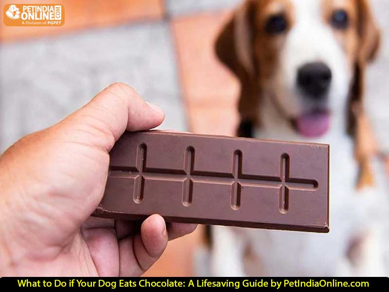 What to Do if Your Dog Eats Chocolate: A Lifesaving Guide by PetIndiaOnline.com