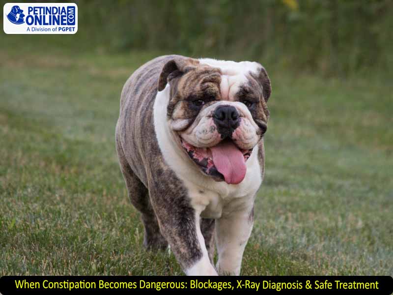 When Constipation Becomes Dangerous: Blockages, X-Ray Diagnosis & Safe Treatment