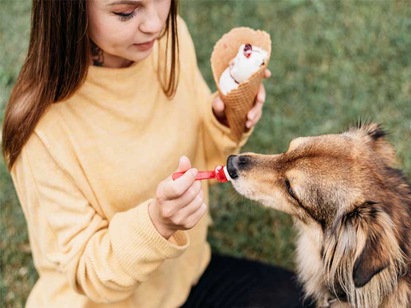 Which Human Foods Can Dogs Eat? A Guide to Safe and Healthy Treats
