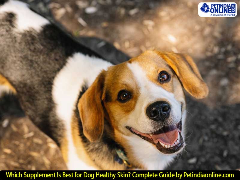 Which Supplement Is Best for Dog Healthy Skin? Complete Guide by Petindiaonline.com