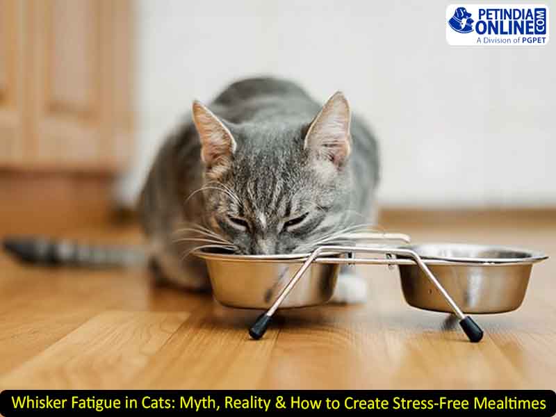 Whisker Fatigue in Cats: Myth, Reality & How to Create Stress-Free Mealtimes
