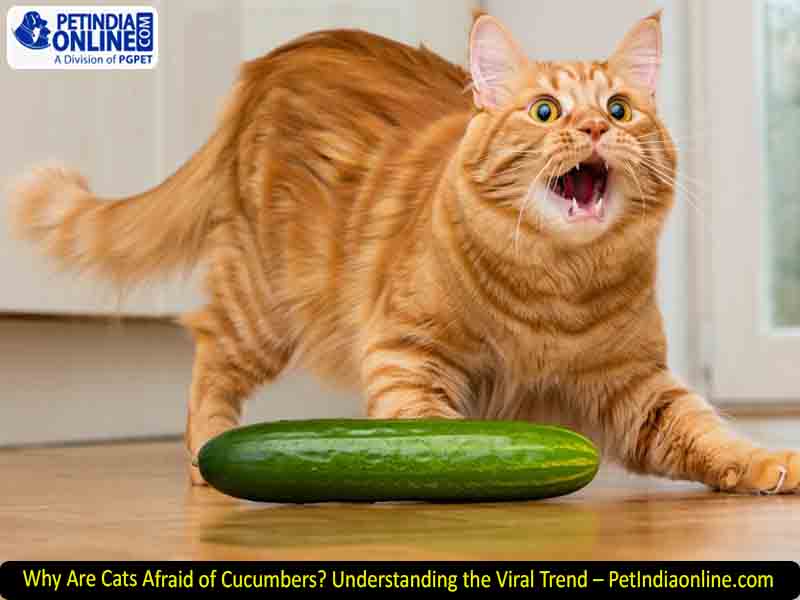 Why Are Cats Afraid of Cucumbers? Understanding the Viral Trend – PetIndiaonline.com