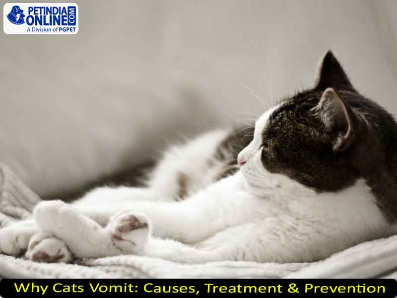 Why Cats Vomit: Causes, Treatment & Prevention