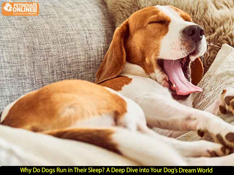 Why Do Dogs Run in Their Sleep? A Deep Dive into Your Dog’s Dream World