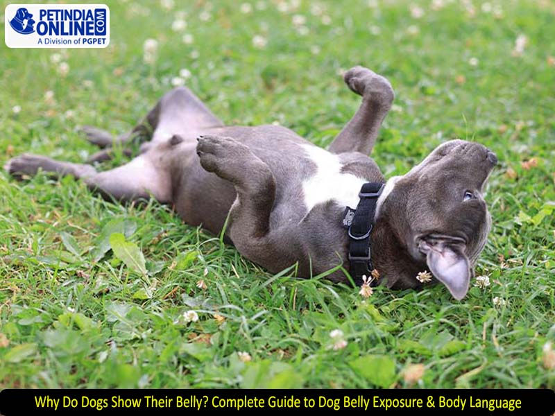Why Do Dogs Show Their Belly? Complete Guide to Dog Belly Exposure & Body Language