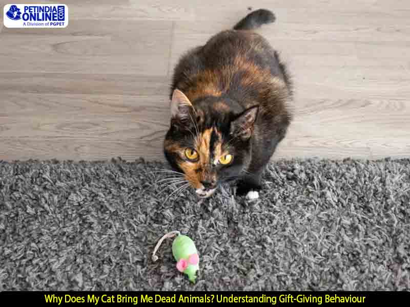 Why Does My Cat Bring Me Dead Animals? Understanding Gift-Giving Behaviour
