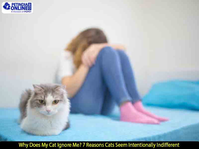 Why Does My Cat Ignore Me? 7 Reasons Cats Seem Intentionally Indifferent