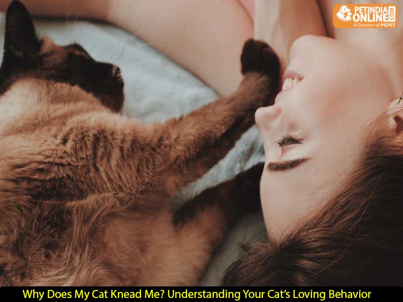 Why Does My Cat Knead Me? Understanding Your Cat’s Loving Behavior