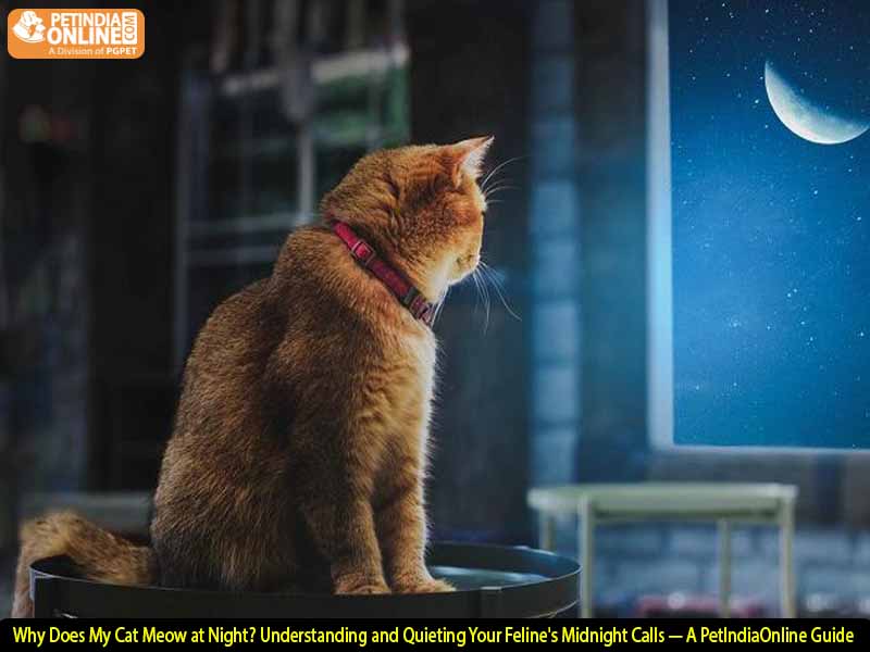 Why Does My Cat Meow at Night? Understanding and Quieting Your Feline's Midnight Calls — A PetIndiaOnline Guide