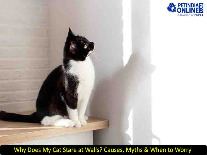 Why Does My Cat Stare at Walls? Causes, Myths & When to Worry