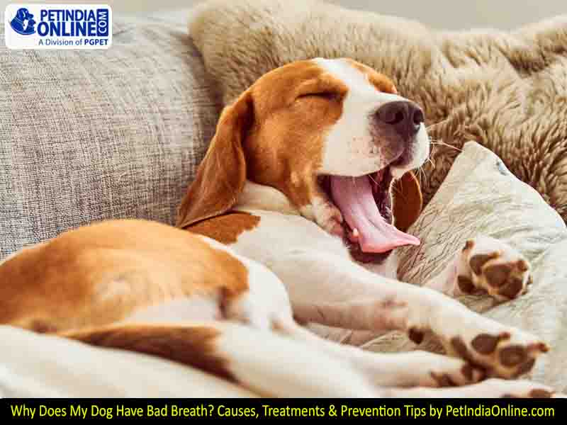 Why Does My Dog Have Bad Breath? Causes, Treatments & Prevention Tips by PetIndiaOnline.com