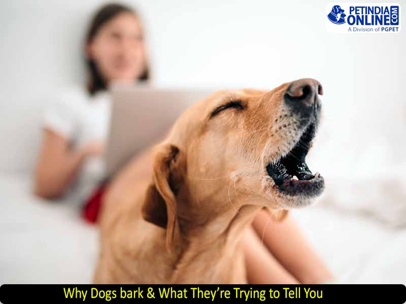 Why Dogs bark & What They’re Trying to Tell You