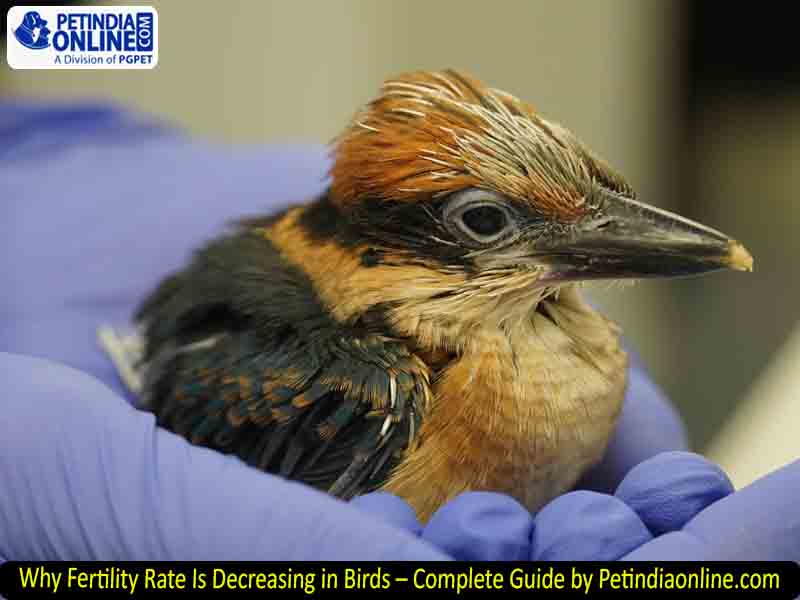 Why Fertility Rate Is Decreasing in Birds – Complete Guide by Petindiaonline.com