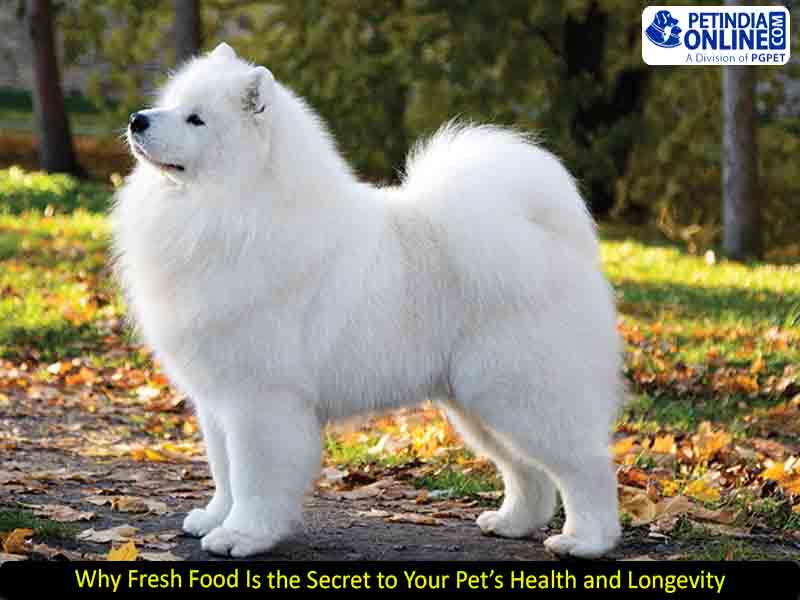 Why Fresh Food Is the Secret to Your Pet’s Health and Longevity
