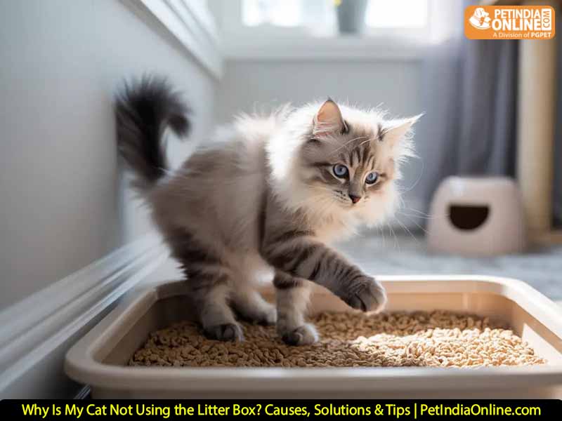 Why Is My Cat Not Using the Litter Box? Causes, Solutions & Tips | PetIndiaOnline.com