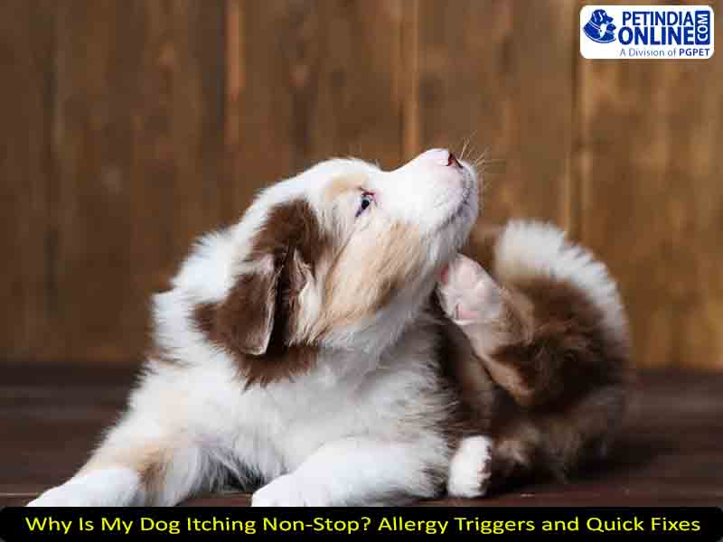 Why Is My Dog Itching Non-Stop? Allergy Triggers and Quick Fixes
